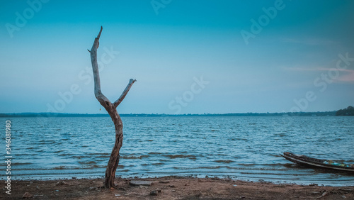 One old dried tree in sand beach  and blue sky, loneliness concept, desert landscape copy space © Parichart