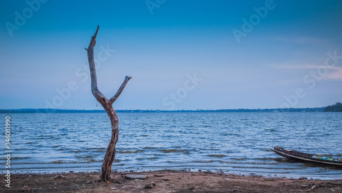 One old dried tree in sand beach and blue sky, loneliness concept, desert landscape copy space