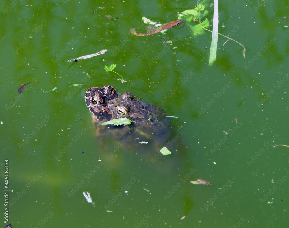 A pair of toads in a spring green swamp A pair of toads in a spring green swamp