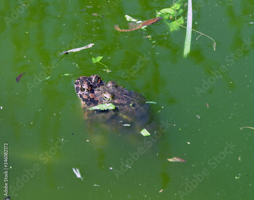 A pair of toads in a spring green swamp