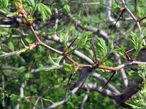 Hawthorn thorns are dangerous weapons for uninvited guests