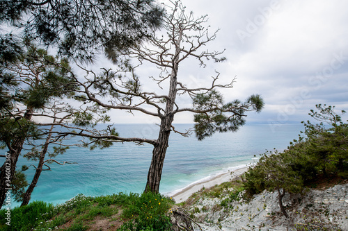 Fototapeta Naklejka Na Ścianę i Meble -  Pine on the coast. The sea in the background.