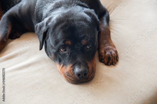 rottwweiler laying down looking sad
