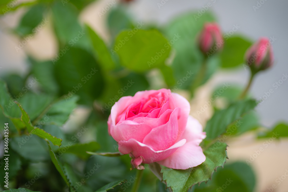 pink rose pink rose