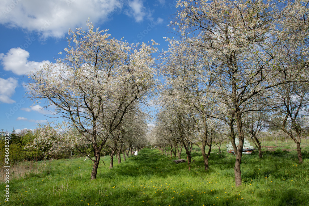 Alley of apple trees with blue sky and clouds Alley of apple trees with blue sky and clouds