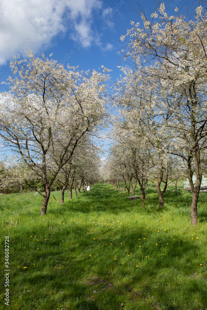 Alley of apple trees with blue sky and clouds