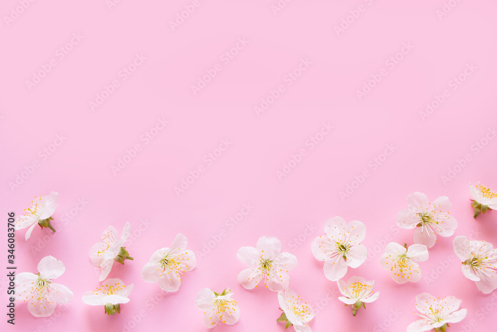 White Cherry Flowers on pink background.Empty template ,  greeting card  for Mother's day, women's day, 8 march, birthday, easter, spring card, wedding, invitation. Spring blossoms
