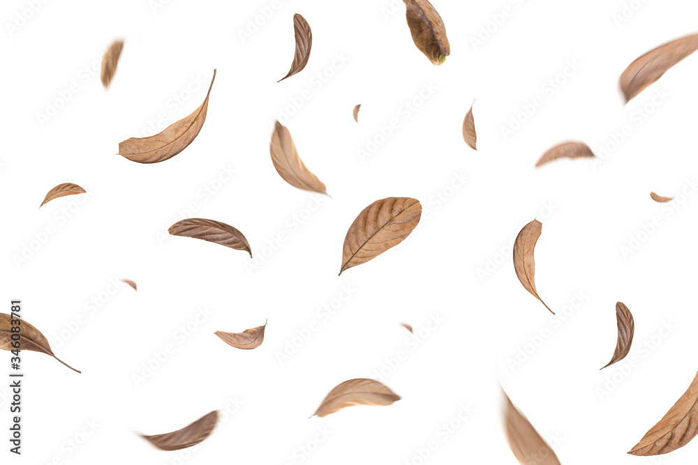 green and dry leaves flying on white background,motion blur green and dry leaves flying on white background,motion blur