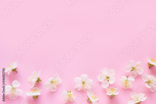 White Cherry Flowers on pink background.Empty template , greeting card for Mother's day, women's day, 8 march, birthday, easter, spring card, wedding, invitation. Spring blossoms