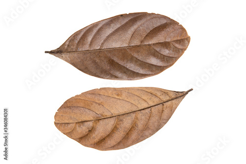 Vintage dry leaf isolated on a white background