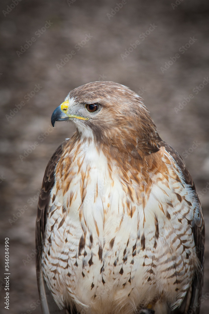 red tailed hawk red tailed hawk