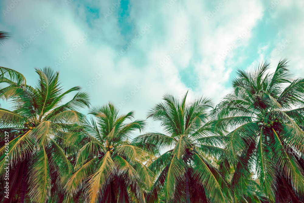 Beautiful seaside coconut palm tree forest in sunshine day clear sky background. Travel tropical summer beach holiday vacation or save the earth, nature environmental concept.