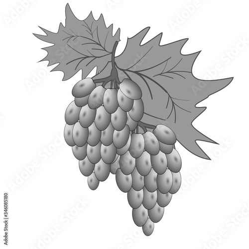 Grape branch icon. Plant, organic, bunch. Winery concept. Can be used for topics such as garden, vineyard, crop