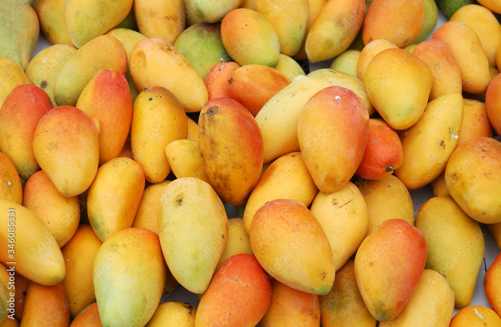 fresh mango in pile in the harvest season fresh mango in pile in the harvest season