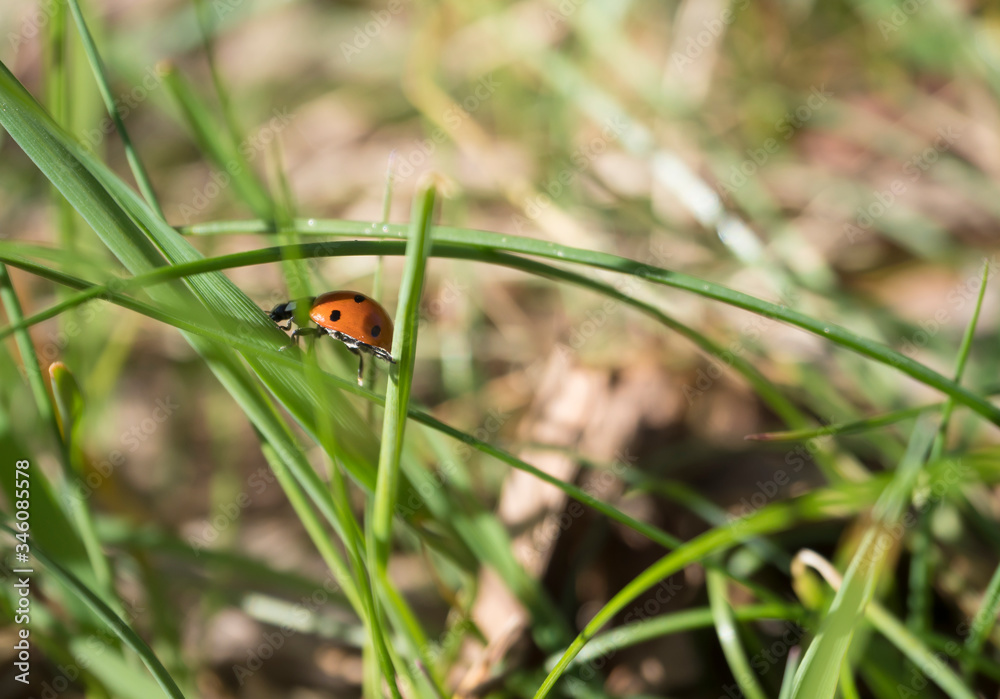 Close up macro of ladybug ladybird, ladybeetle on green blades of spring grass, selective focus, copy space Close up macro of ladybug ladybird, ladybeetle on green blades of spring grass, selective focus, copy space