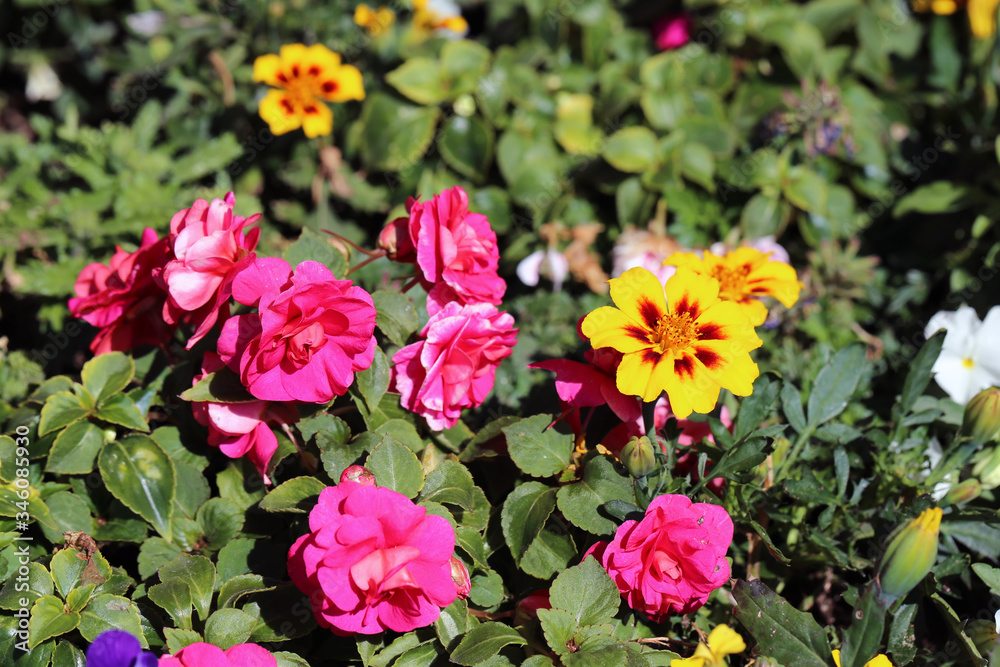 A lot of bright colorful - yellow, pink, white and orange - garden flowers during a sunny spring day in Finland. Flower garden creates joy, happiness and brings color to life. Closeup photo. A lot of bright colorful - yellow, pink, white and orange - garden flowers during a sunny spring day in Finland. Flower garden creates joy, happiness and brings color to life. Closeup photo.
