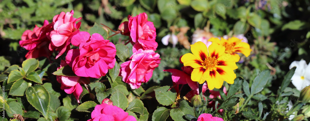 A lot of bright colorful - yellow, pink, white and orange - garden flowers during a sunny spring day in Finland. Flower garden creates joy, happiness and brings color to life. Closeup photo. A lot of bright colorful - yellow, pink, white and orange - garden flowers during a sunny spring day in Finland. Flower garden creates joy, happiness and brings color to life. Closeup photo.