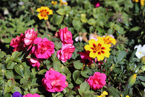 A lot of bright colorful - yellow, pink, white and orange - garden flowers during a sunny spring day in Finland. Flower garden creates joy, happiness and brings color to life. Closeup photo.