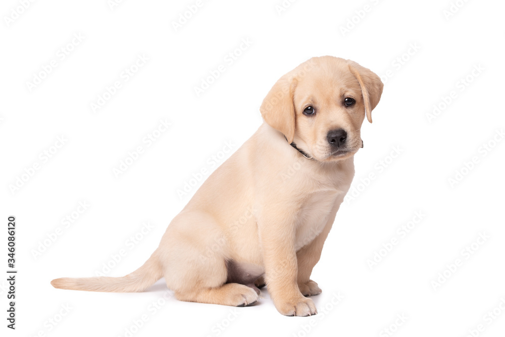 Adorable labrador puppy sitting on a white background