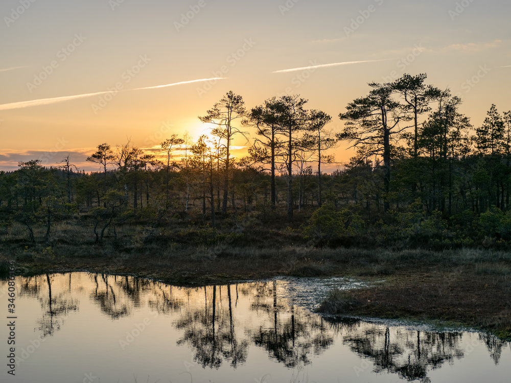 Fototapeta premium Colorful evening and sunset over the bog lake, crystal clear lake and bog in the evening, reflections on the water. Pine in the background.