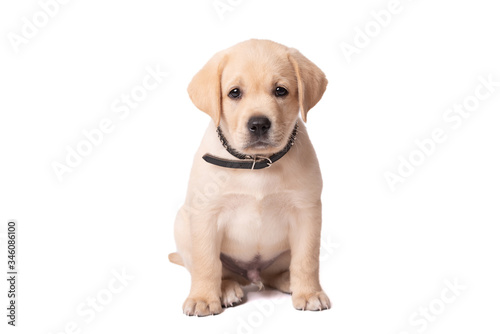 Adorable labrador puppy sitting on a white background © SasaStock