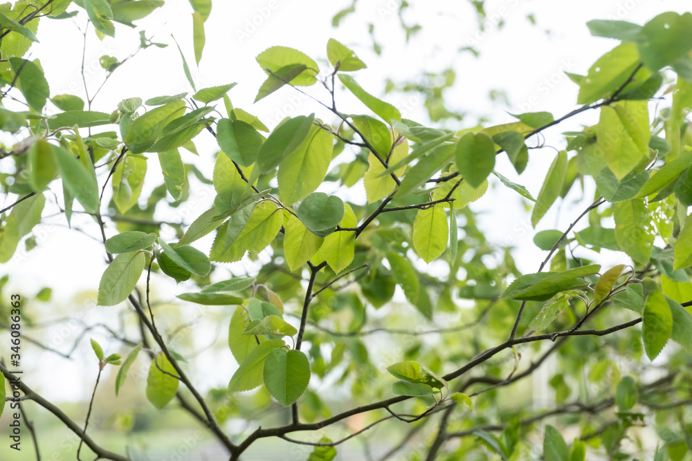 Spring branches with green spring leaves against the sky Spring branches with green spring leaves against the sky