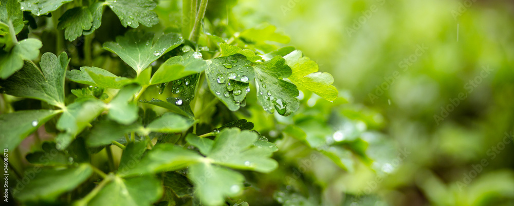 water drops on green leaf.
green grass after the rain. water drops on green leaf.
green grass after the rain.