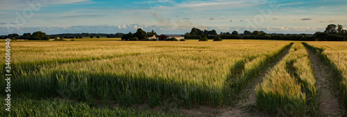 farm with wheat field in the golden hour