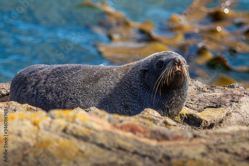 Sea lion at Katiki reserve in New Zealand