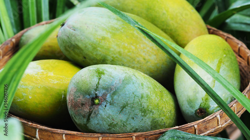 Mango tropical fruit in wooden basket put on green leaf background