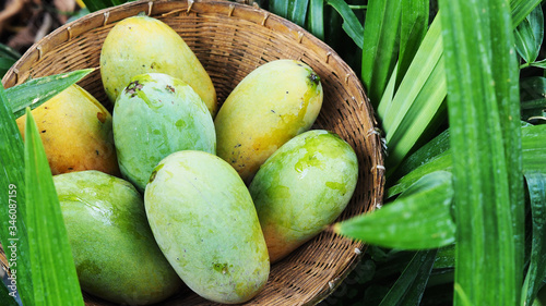 Mango tropical fruit in wooden basket put on green leaf background