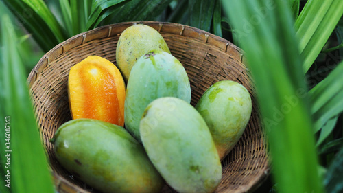 Mango tropical fruit in wooden basket put on green leaf background