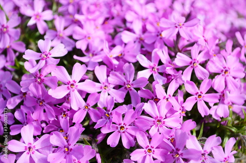 The phlox is awl-shaped pink. Flower vegetable background vertically. Close up. Macro.