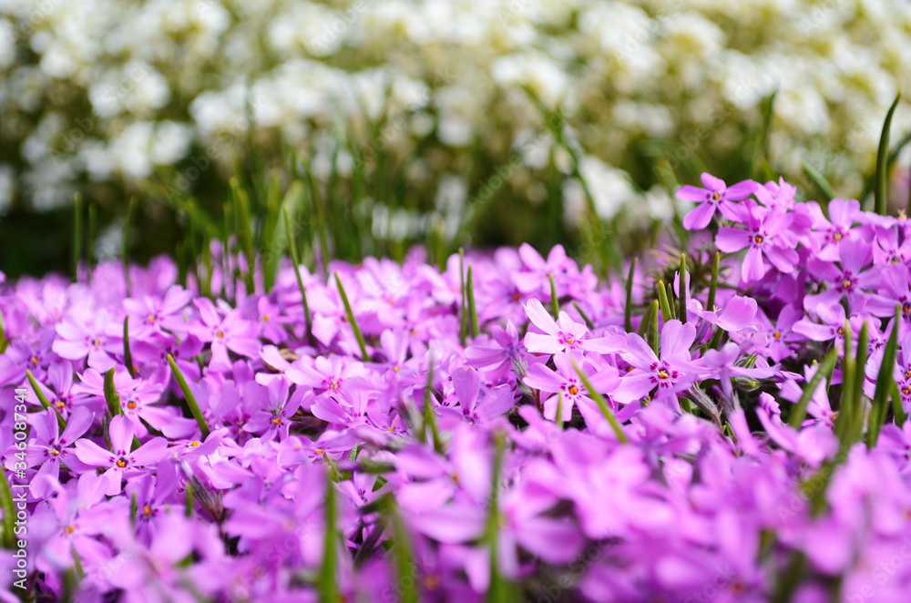 Fototapeta premium The phlox is awl-shaped pink. Flower vegetable background vertically. Close up. Macro.