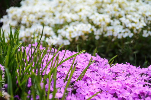 The phlox is awl-shaped pink. Flower vegetable background vertically. Close up. Macro.