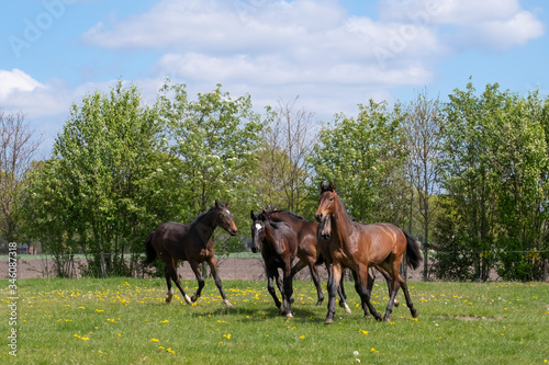 A herd of one year old stallions galloping in the green with yellow flowers pasture, blue sky and trees in the background