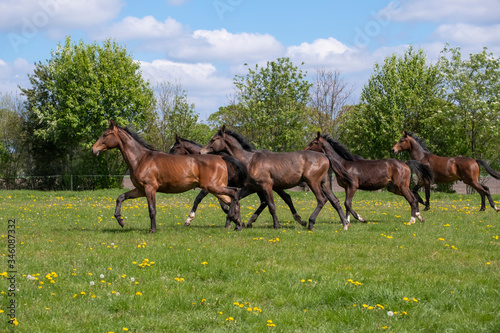 A herd of one year old stallions galloping in the green with yellow flowers pasture, blue sky and trees in the background