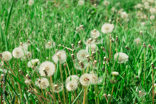 Green meadow of fluffy dandelions. The concept of spring. Sunny meadow