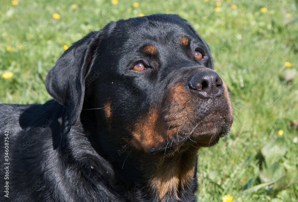 Rottweiler with grass background 