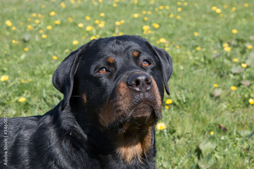 Rottweiler with grass background Rottweiler with grass background