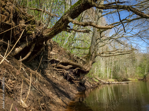landscape with river bank, tree roots on the trunk of the river bank