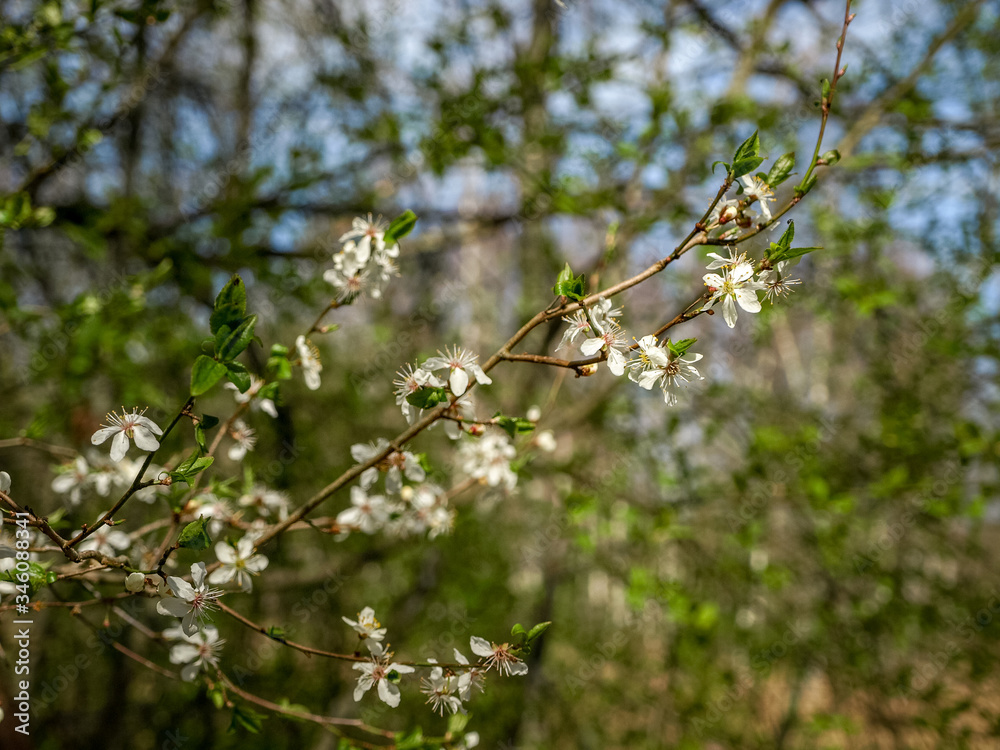 white spring flowers on a blurred background white spring flowers on a blurred background