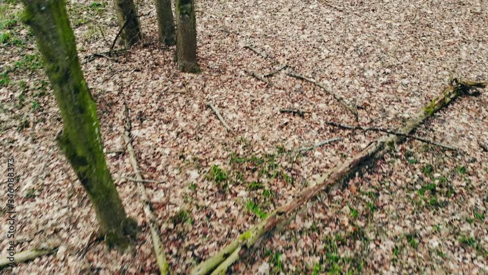The camera fly in the winter wild forest. Winter time with no snow. The camera fly in the winter wild forest. Winter time with no snow.