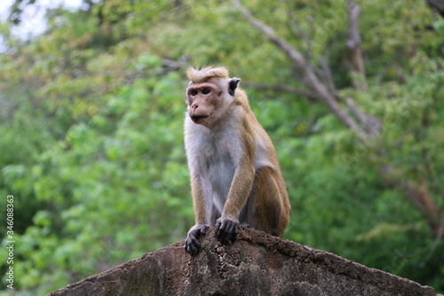 Monkey 