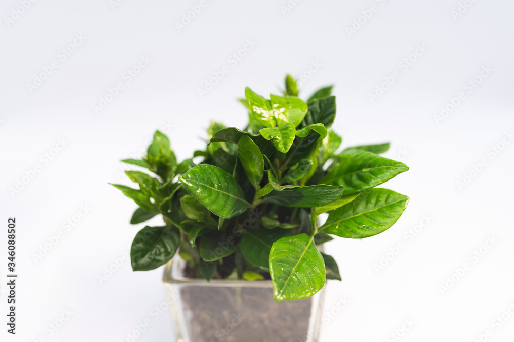 Indoor small green plant in pot on the desk Indoor small green plant in pot on the desk