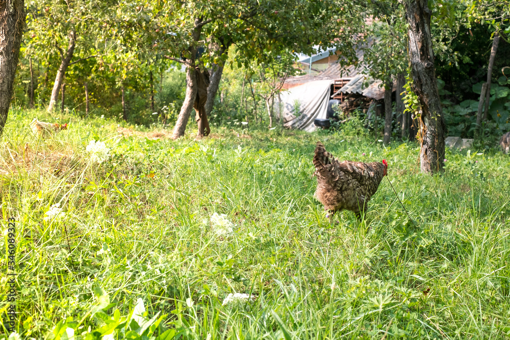 chickens in the country yard chickens in the country yard