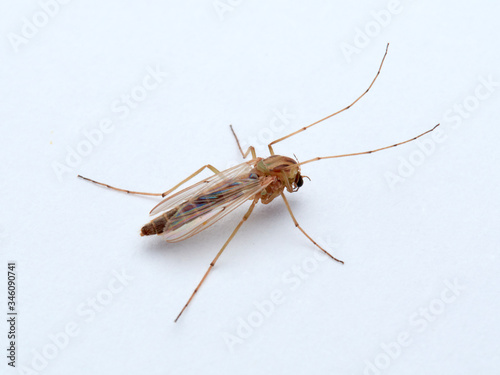 A non biting midge female. Chironomus plumosus photo