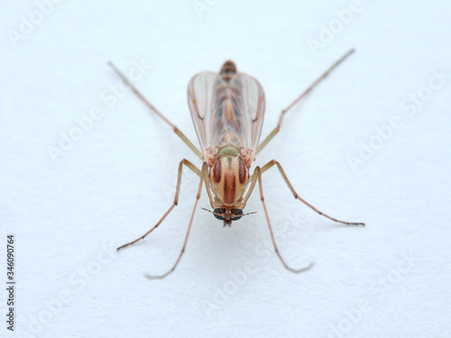A non biting midge female. Chironomus plumosus