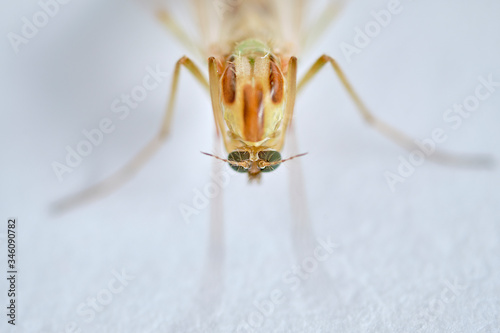 A non biting midge female. Chironomus plumosus