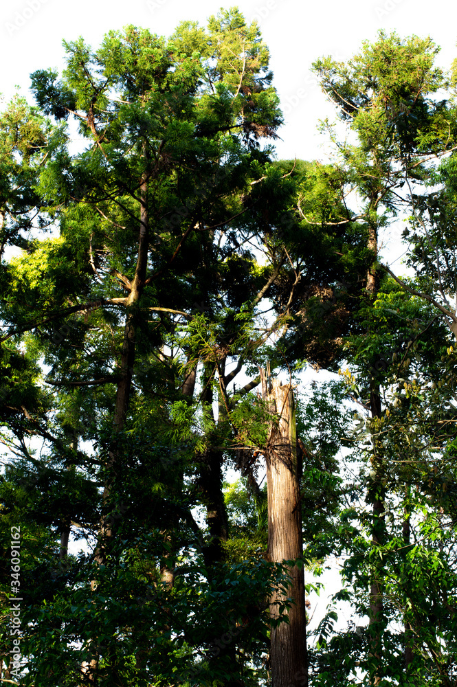 Fototapeta premium Tree